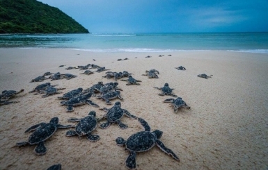 Ghé thăm các địa điểm tâm linh nổi tiếng tại Côn Đảo